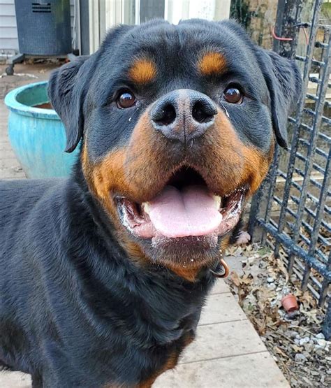 DKV advertises on DKV sites only (listed on bottom of page) and never advertises on social media or pet directories. . Rottweiler rescue maine